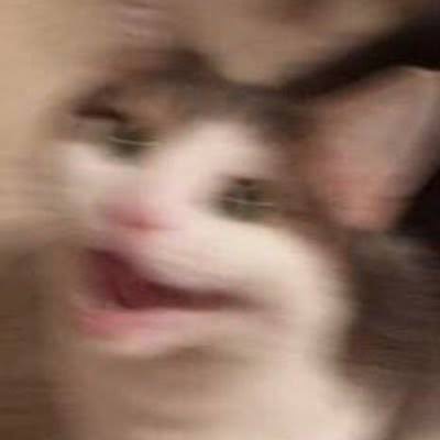 Cat Triggered Low res.JPG